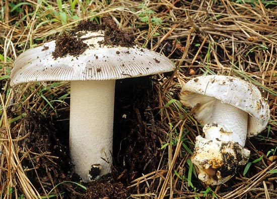 Amanita protecta - Fungi species | sokos jishebi | სოკოს ჯიშები